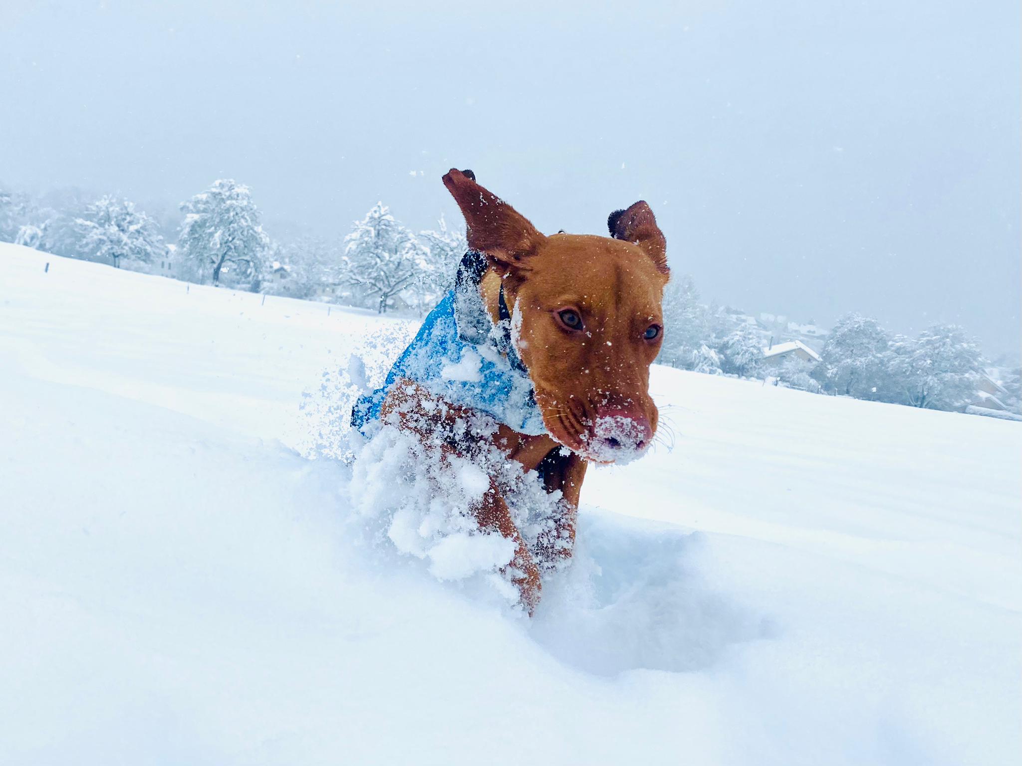 Ich muss meinen Hund doch müde kriegen